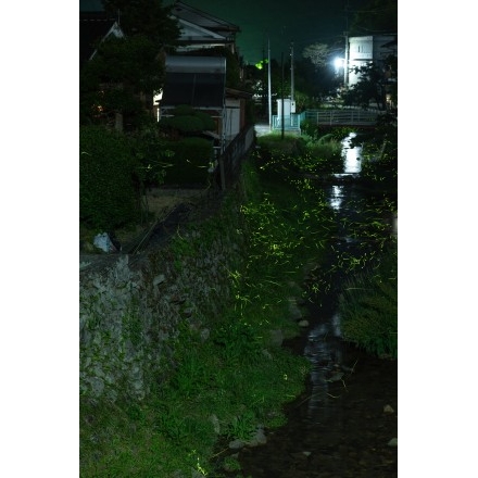 諸原川のホタル