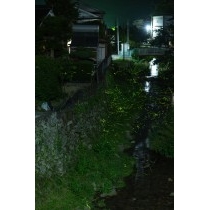 諸原川のホタル