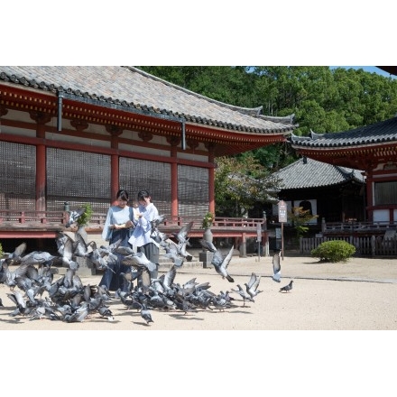 浄土寺を参拝する観光客のイメージ