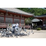 浄土寺を参拝する観光客のイメージ
