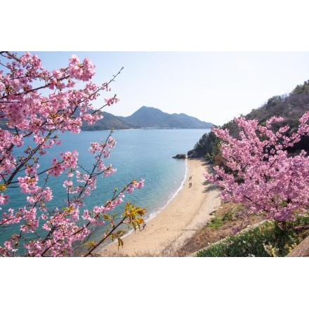 船隠し公園の河津桜
