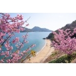 船隠し公園の河津桜