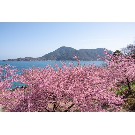 船隠し公園の河津桜