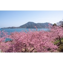 船隠し公園の河津桜