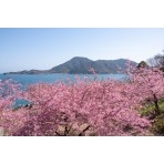 船隠し公園の河津桜