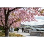 尾道水道と河津桜