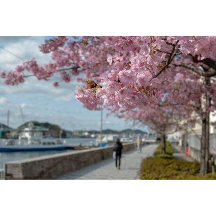 尾道水道と河津桜