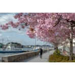 尾道水道と河津桜