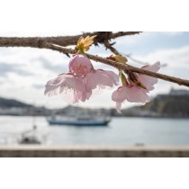 尾道水道と大漁桜