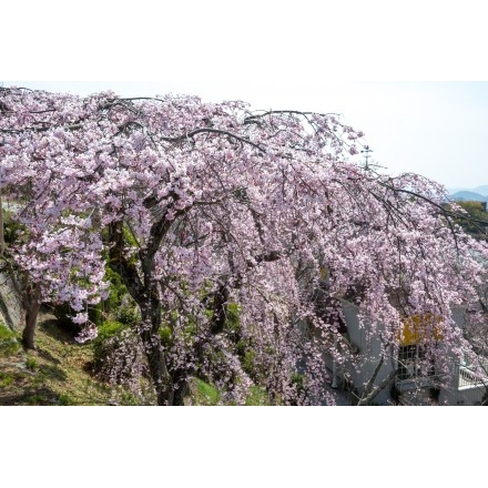 千光寺公園の枝垂桜
