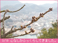 3月19日の桜