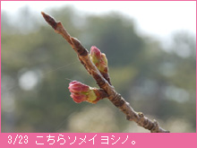 3月23日の桜