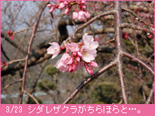 3月23日の桜