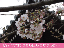 3月27日の桜
