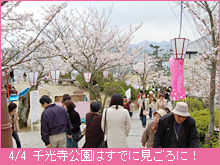 4月4日の夜桜