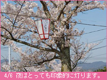 4月6日の桜