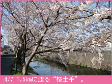 4月7日の桜