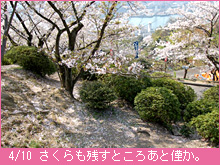 4月10日の桜