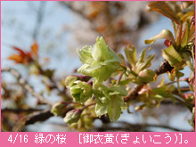4月16日の桜御衣黄（ぎょいこう）