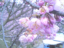 千光寺の桜