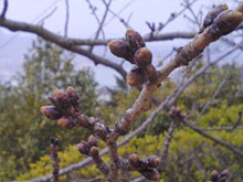 千光寺の桜