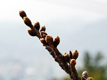 千光寺の桜