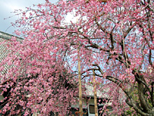 天寧寺の桜