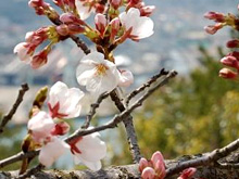 千光寺の桜