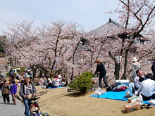 千光寺の桜