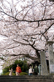 千光寺の桜