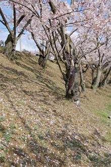 千光寺の桜