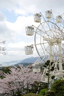 千光寺の桜