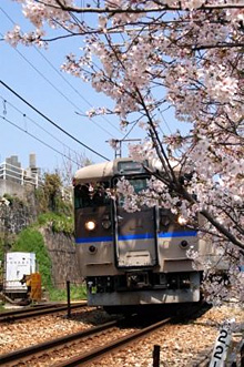 千光寺の桜