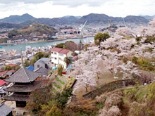 千光寺の桜