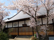 千光寺の桜