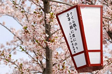 千光寺の桜