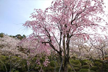 千光寺の桜