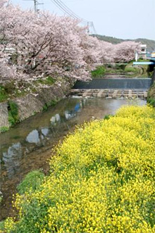 桜土手と菜の花