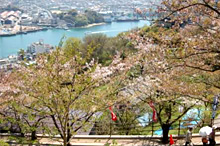 千光寺の桜