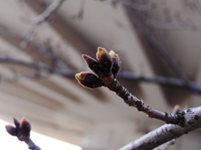 千光寺の桜