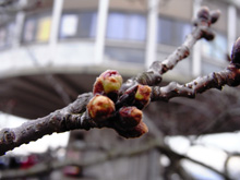 千光寺の桜