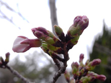 千光寺の桜