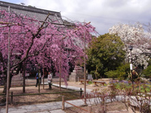 天寧寺のしだれ桜