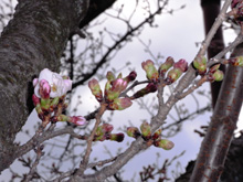 千光寺の桜