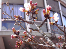 千光寺の桜