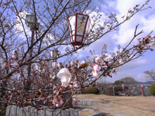 千光寺の桜