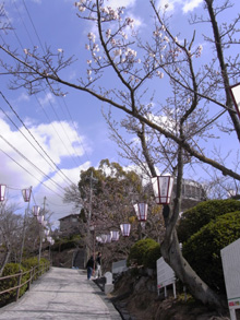 千光寺の桜