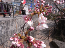 千光寺の桜