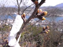 鼓岩（ぽんぽん岩）の側にある桜