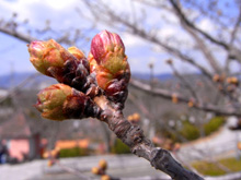 千光寺の桜